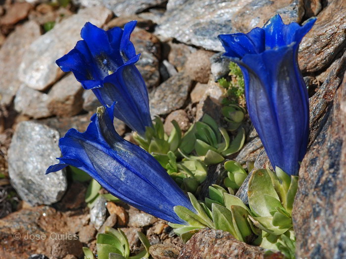 Gentiana alpina