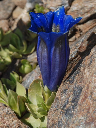 Gencianas