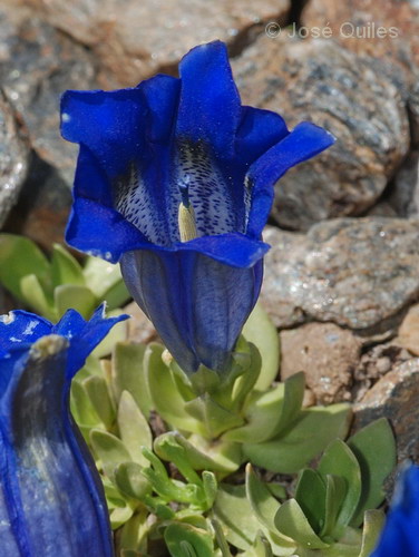 Gentiana alpina