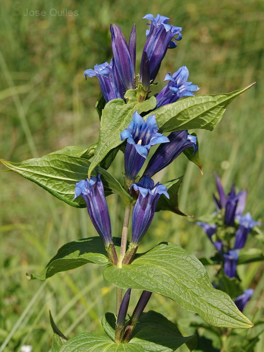 Gentiana asclepiadea