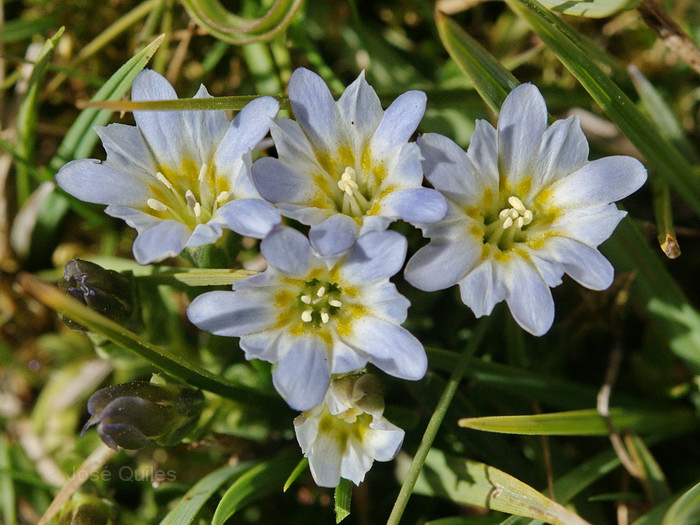 Gentiana boryi