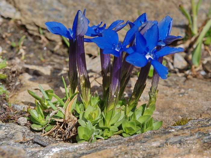 Gentiana brachyphylla