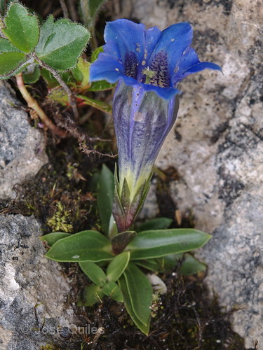 Gentiana clusii