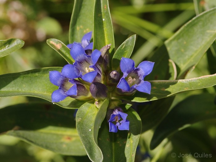 Gentiana cruciata