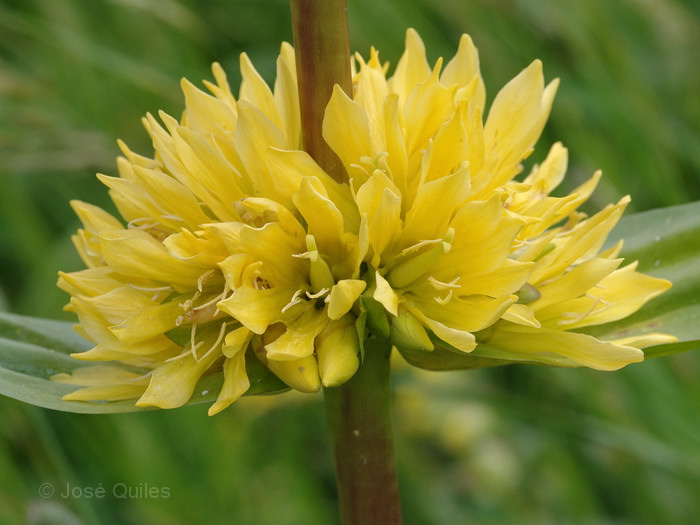 Gentiana lutea