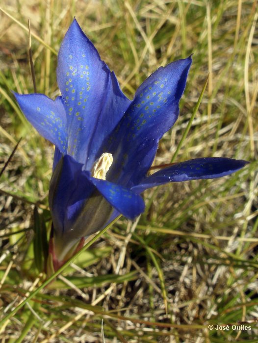 Gentiana pneumonanthe