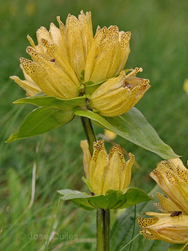 Gentiana punctata