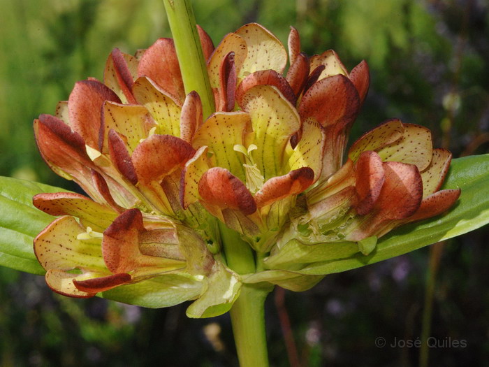 Gentiana purpurea
