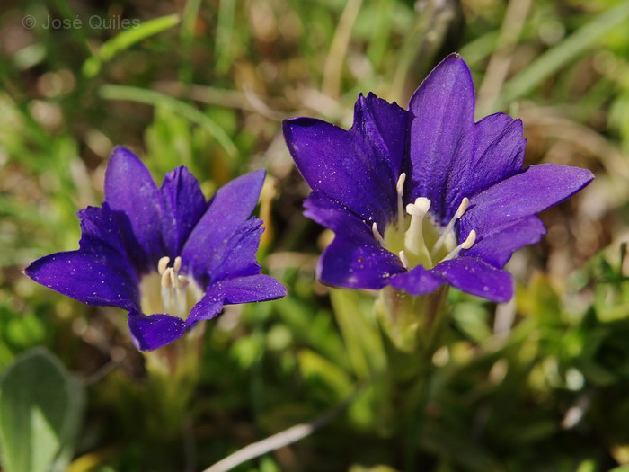 Gentiana pyrenaica