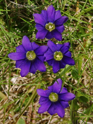 Gentiana pyrenaica