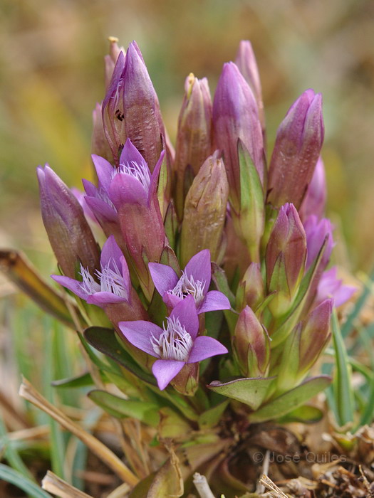 Gentianella amarella