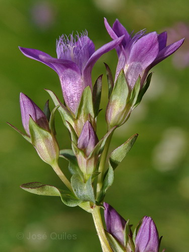 Gentianella anisodonta