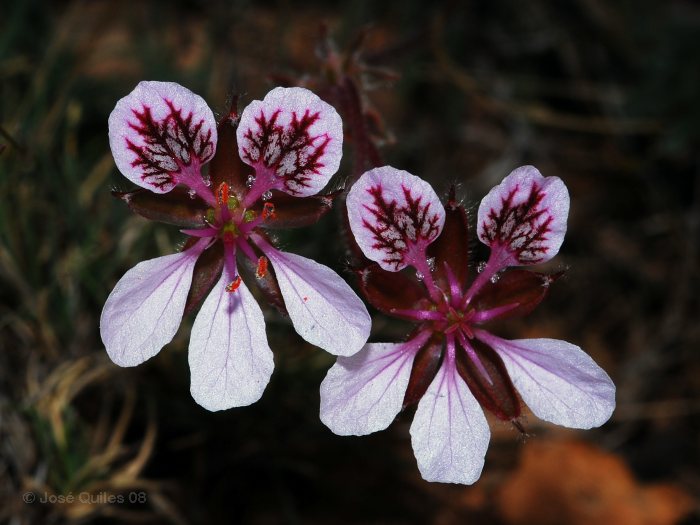 Sierra de G�dor, AL