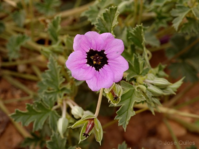 Ouarzazate, Marruecos