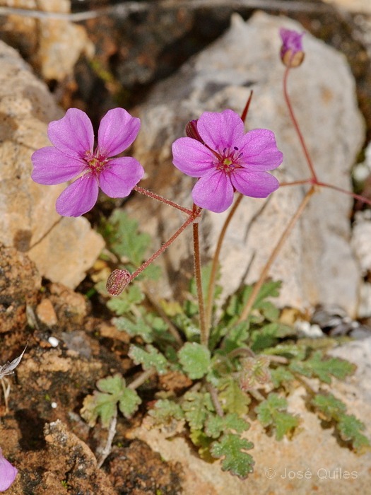 Sierra de Irta, CS