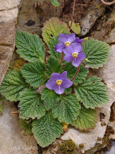Flora pirenaica