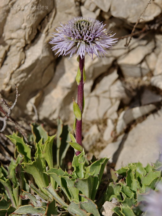 Sierra de Cazorla, J
