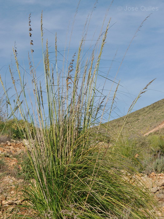 Cercan�as de Al Hoceima, Marruecos