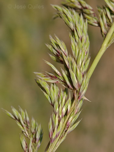 Ampelodesmos mauritanica
