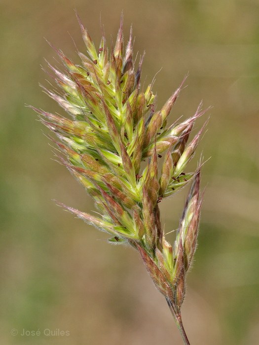 Albufera de Valencia