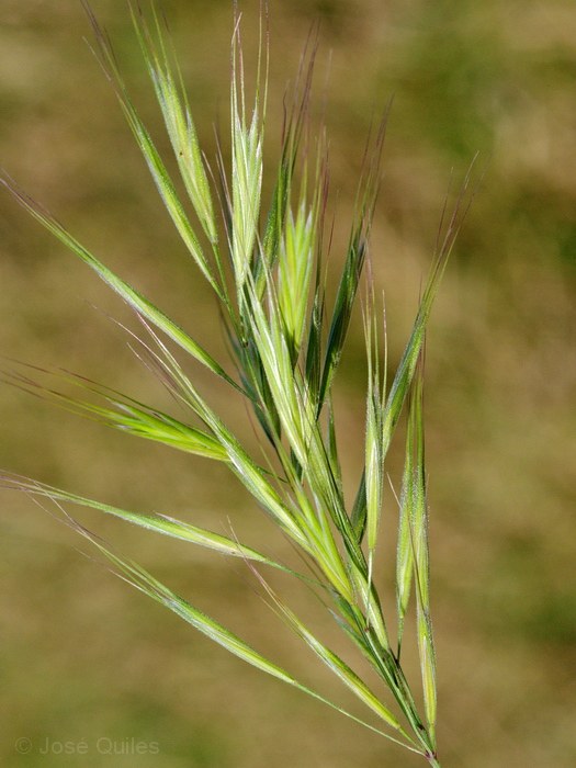 Albufera de Valencia