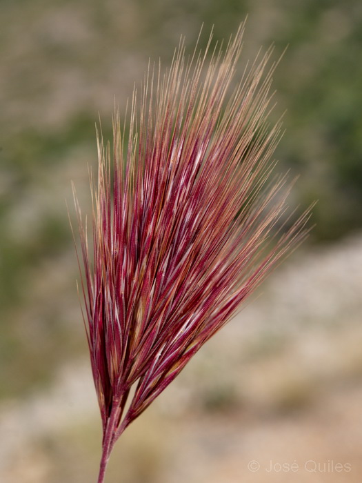 Albufera de Valencia