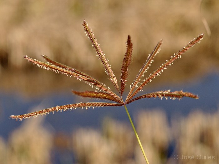 Albufera de Valencia