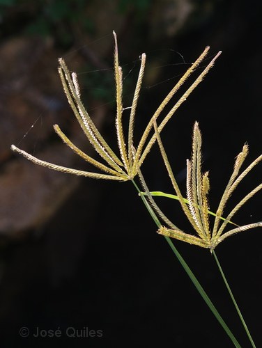 Albufera de Valencia