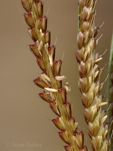 Marjaler�a de La Safor, V