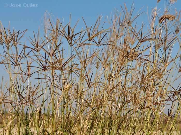 Albufera de Valencia
