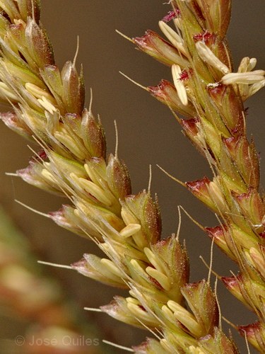 Albufera de Valencia