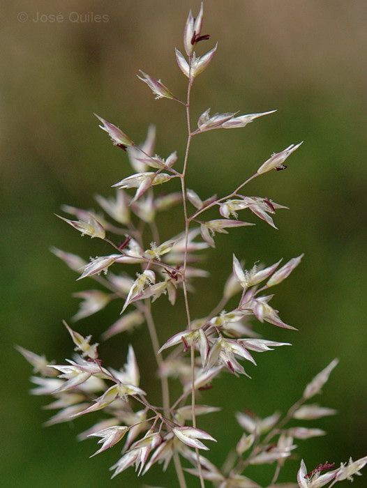 Sierra Espad�n, CS