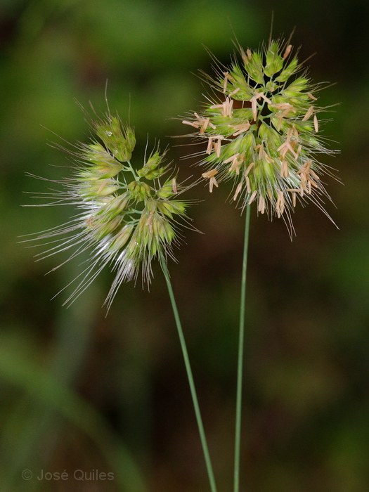 Sierra Espad�n, CS