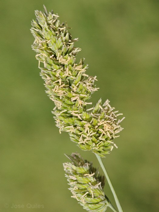 Albufera de Valencia