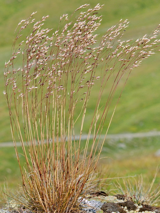 Mont Cenis, Savoie