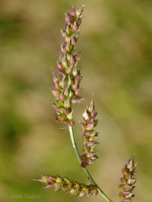 Albufera de Valencia