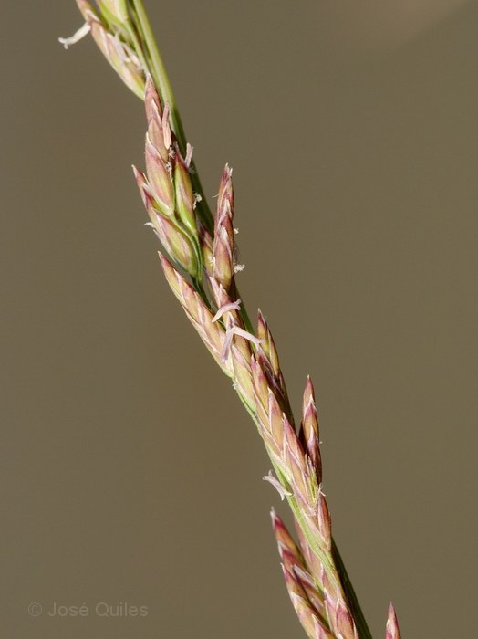 Albufera de Valencia
