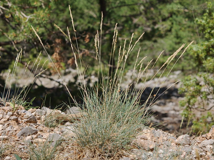 Sierra de Javalambre, TE