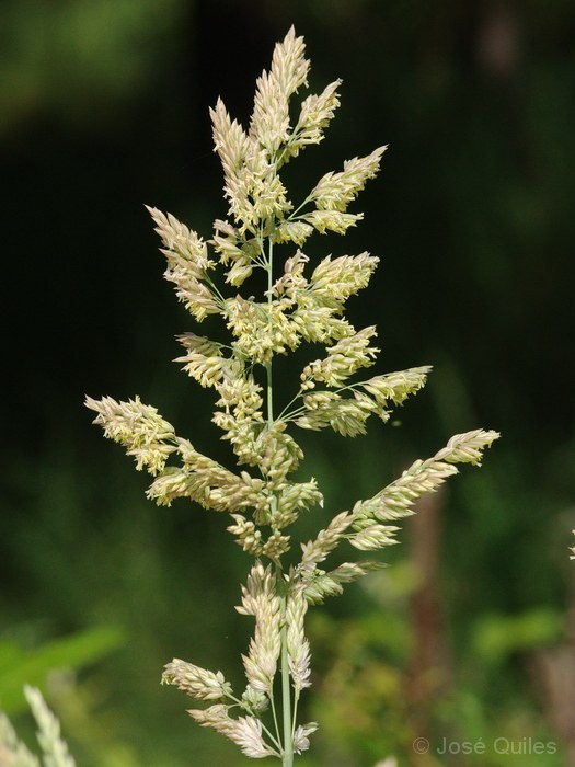 Sierra Espad�n, CS
