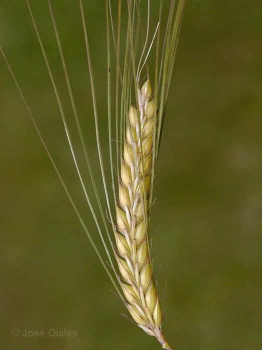Valle de Ayora, V