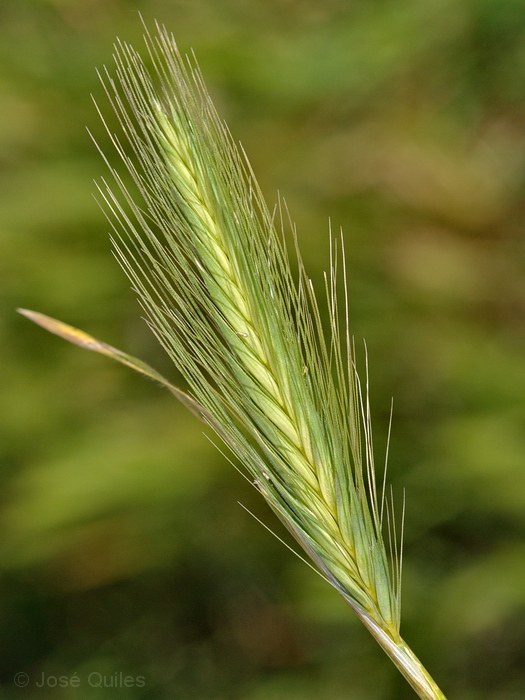 Albufera de Valencia