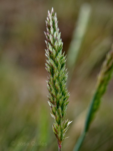 Sierra Nevada, AL