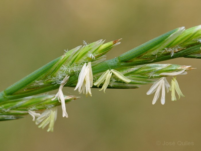 Albufera de Valencia