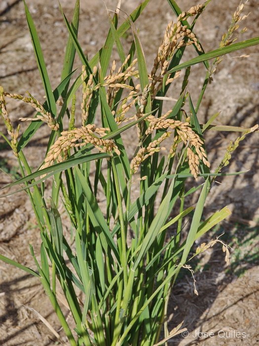 Albufera de Valencia
