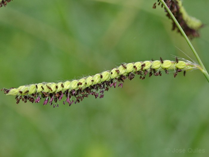 Sierra Espad�n, CS