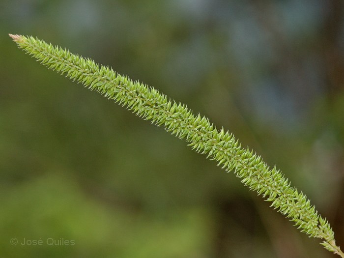 Sierra Espad�n, CS