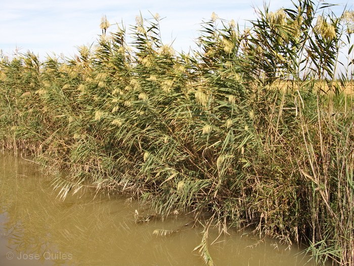 Albufera de Valencia