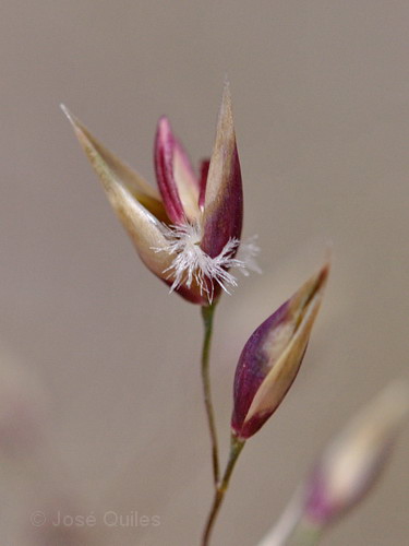 Sierra de G�dor, AL