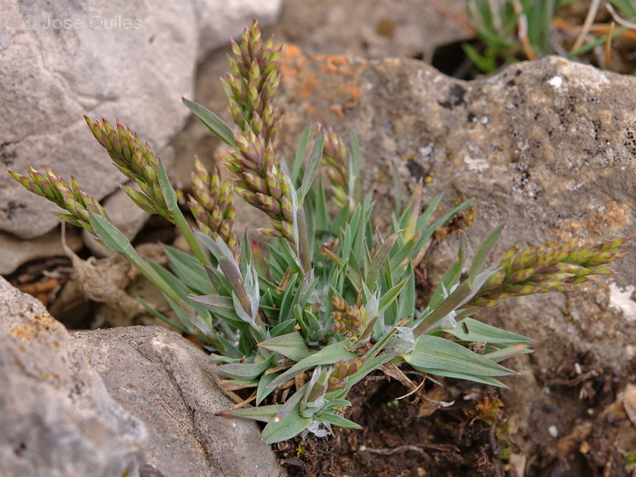 Sierra de Javalambre, TE