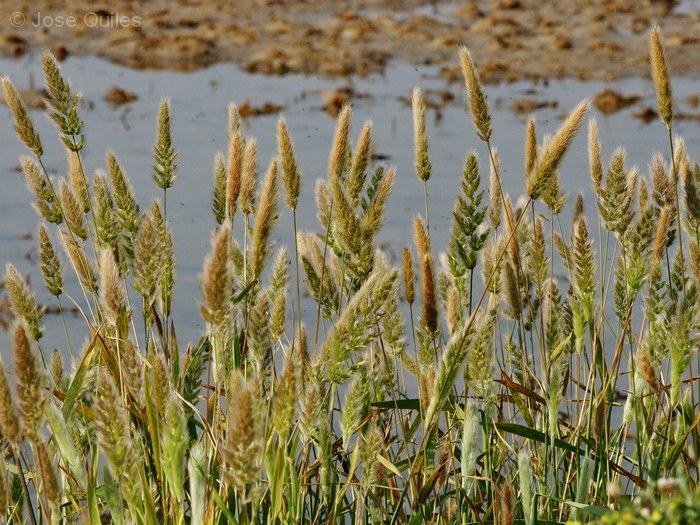 Albufera de Valencia